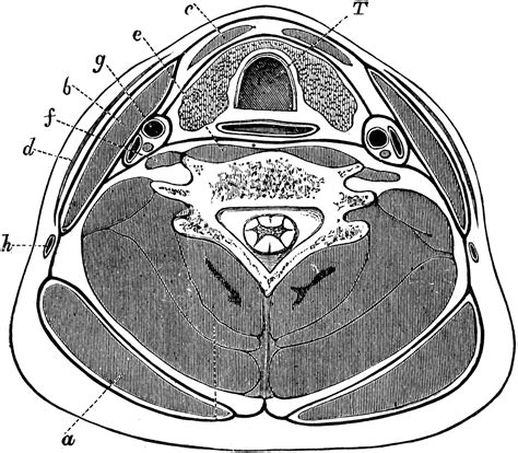 transverse section   neck clipart