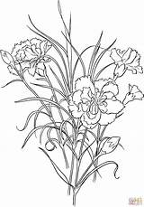 Carnation Dianthus Coloring Caryophyllus Clove Pink Flower Color Pages Online Printable Flowers Super Imprimer Print sketch template