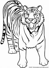 Tiger Coloring Pages Printables Kids Animals Print sketch template