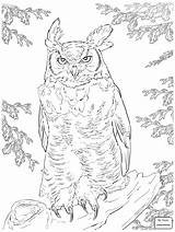 Horned Great Owl Coloring Lizard Drawing Clipart Getcolorings Getdrawings Printable Pages sketch template