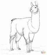 Coloring Lama Llama Printable Pages Drawing Animal Alpacas Llamas Supercoloring Drawings Choose Board Animals Face 45kb sketch template