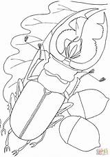 Beetle Coloring Stag Pages Oak Leaf Beetles Insects 1345 66kb Drawing Drawings Printable sketch template