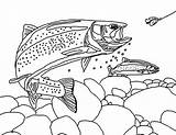 Trout Coloring Pages Apache Chasing Bair Fisherman sketch template