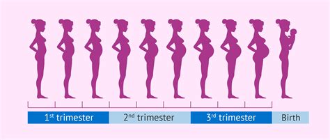 stages  pregnancy month  month