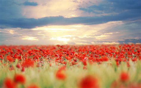 poppy field hd desktop wallpapers 4k hd