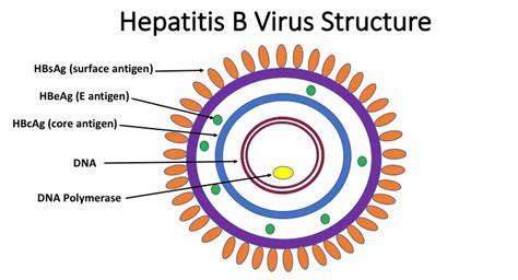 hepatitis  serologic testing methods