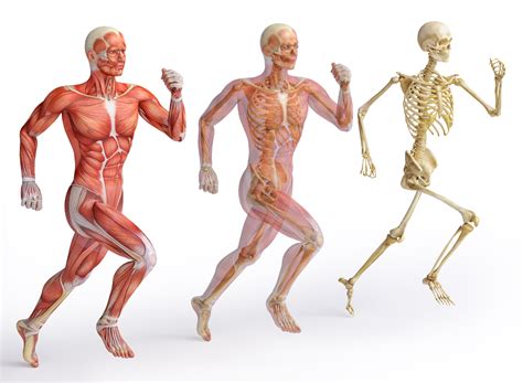 10 Amazing Facts About The Human Body Osg