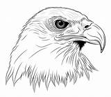 Eagle Head Tattoo Abstract Vector Drawings Stock Clipart Illustration Drawing Outline Cliparts Clip Wildlife American Tattoos Bee Silhouette Google Blue sketch template