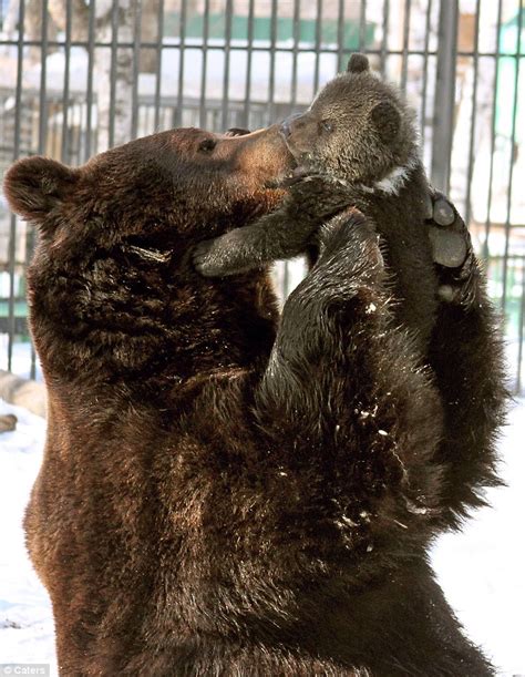 from russia with love the doting father bear who can t help cuddling