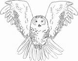 Volando Buho Owls Snowy Bestcoloringpagesforkids Malvorlagen Eule Búhos Ausmalbilder sketch template