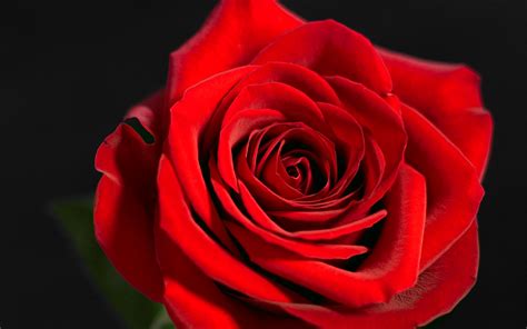 red rose wallpapers hd wallpapers id