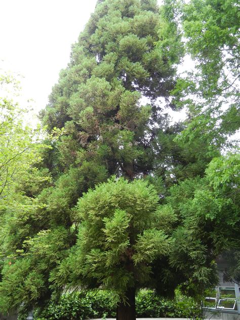 Cryptomeria Japonica Conifers Of Ubc
