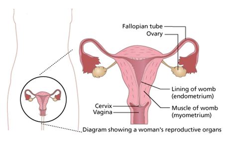 the menstrual cycle