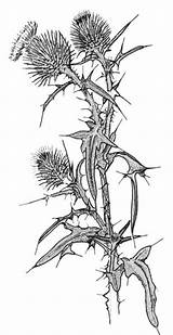 Thistle Distel Disteln Thistles Zeichnen Blumen Antiquaria Asn Weeds sketch template