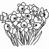 Daffodil Flower Bouquet Coloring Clipart Pages Netart Getcolorings Clipartmag Print Color Printable sketch template
