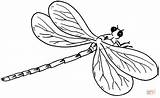 Dragonfly Libelle Ausmalbild Kostenlos Libel sketch template