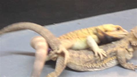 bearded dragons mating youtube