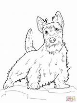 Terrier Dog Scottie Terier Drawings Szkocki Highland Kolorowanka Supercoloring Colouring Kolorowanki Pies Druku Terriers Schnauzer Dla sketch template