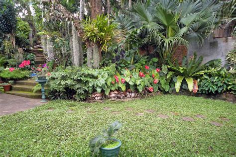 sri lanka home garden plants fasci garden