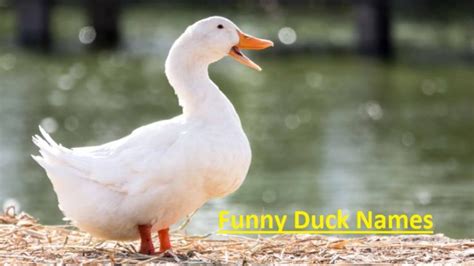 funny duck names  great ideas  naming  duck funny duck