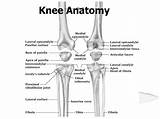 Knee Anatomy Femur Ppt Tibia Bones Joint Presentation Fibula Patella Anatomie Distal Flat Body Medical Base Powerpoint Et Slideserve Du sketch template