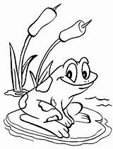 Coloring Frog Pages Adult Getdrawings sketch template