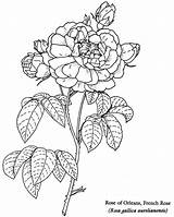 Coloring Rose Pages Flower Colouring Book Flowers Adult Samples Dover Publications Designs French Wild Floral Blue Bouquet Zb Doverpublications sketch template