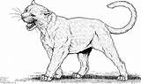 Puma Coloring Panther Cougar Printable Animals Animal Sheets Lion Cat Adults Colorear Para Pumas Clipart Outline Drawing Mountain Drawings Wild sketch template