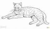 Cat Cats Coloring Footed Pages Drawing African Printable Wild Animals Color Animal sketch template