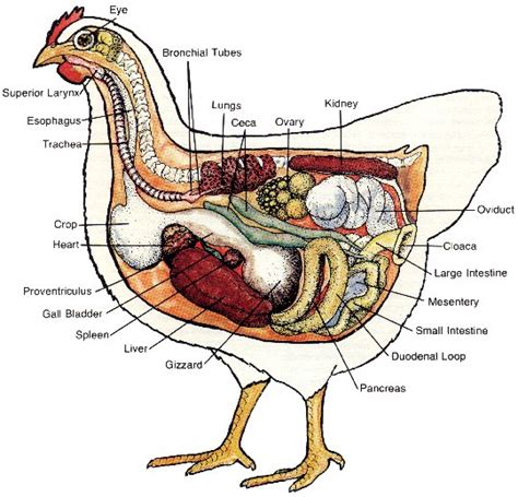 natural chicken keeping diary   sick chicken   necropsy graphic