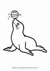 Seehund Ausmalbild Ausmalbilder Ausdrucken sketch template