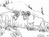 Sheep Coloring Pages Bighorn Dall Print Printable sketch template