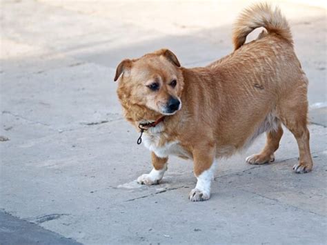hond uit asiel gezondheidrelatieshuisdieren
