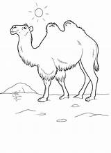 Colorat Desene Coloring Planse Animale Kamel Camel Salbatice Malvorlagen Camile Malvorlage Camello Colorkid sketch template