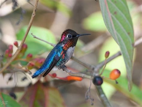 bee hummingbird birdfindinginfo