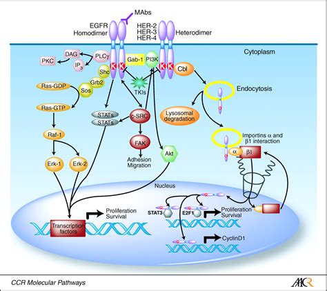 epidermal growth factor receptor pathway  model  targeted therapy