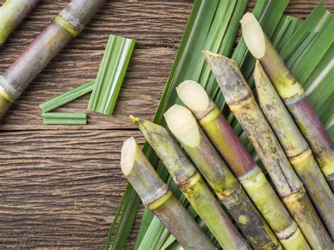 sugarcane    sweetness