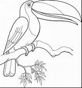 Toucan Toco Designlooter sketch template