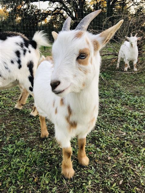 nigerian dwarf goat  months  rgoats