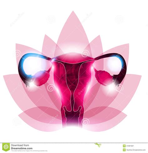 female reproductive organs flower stock vector image 41681967