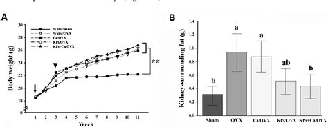 Figure 1 From Kefir Peptides Prevent Estrogen Deficiency Induced Bone