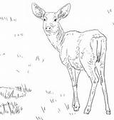 Deer Biche Mule Venado Hembra Cervo Bura Mulo Supercoloring Ciervo Ciervos Categorías sketch template