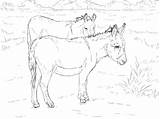 Esel Ausmalbild Zwei Ausmalbilder Donkeys Kategorien Malbücher sketch template
