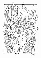 Coloring Lily Large sketch template