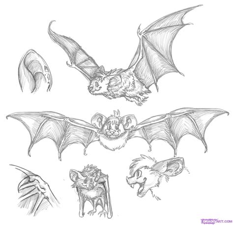 bat drawings   draw pinterest bats drawings