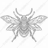 Beetle Insect Bumble Zentangle Stylized 1001 Antistress продавец sketch template