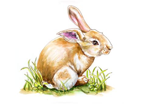 ive  wanted  bunny rabbit doodlewash