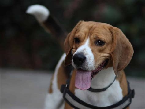 adopter  beagle dans  refuge ou  la spa