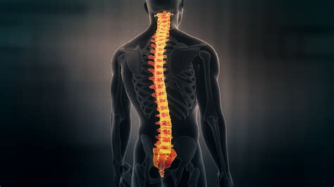 human spine stormqust