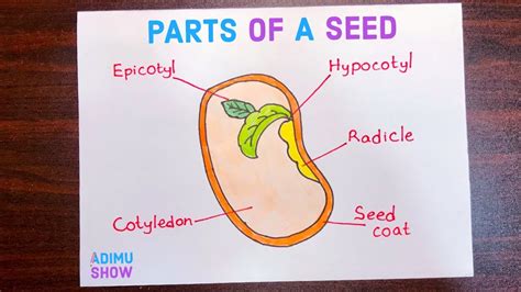 parts   seed drawing   draw parts   seed youtube